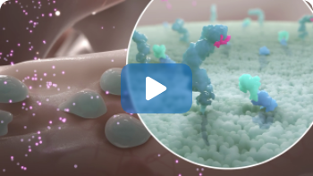 role-of-sclerostin-in-postmenopausal-osteoporosis