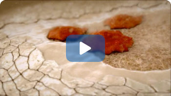 the-science-of-bone-remodeling